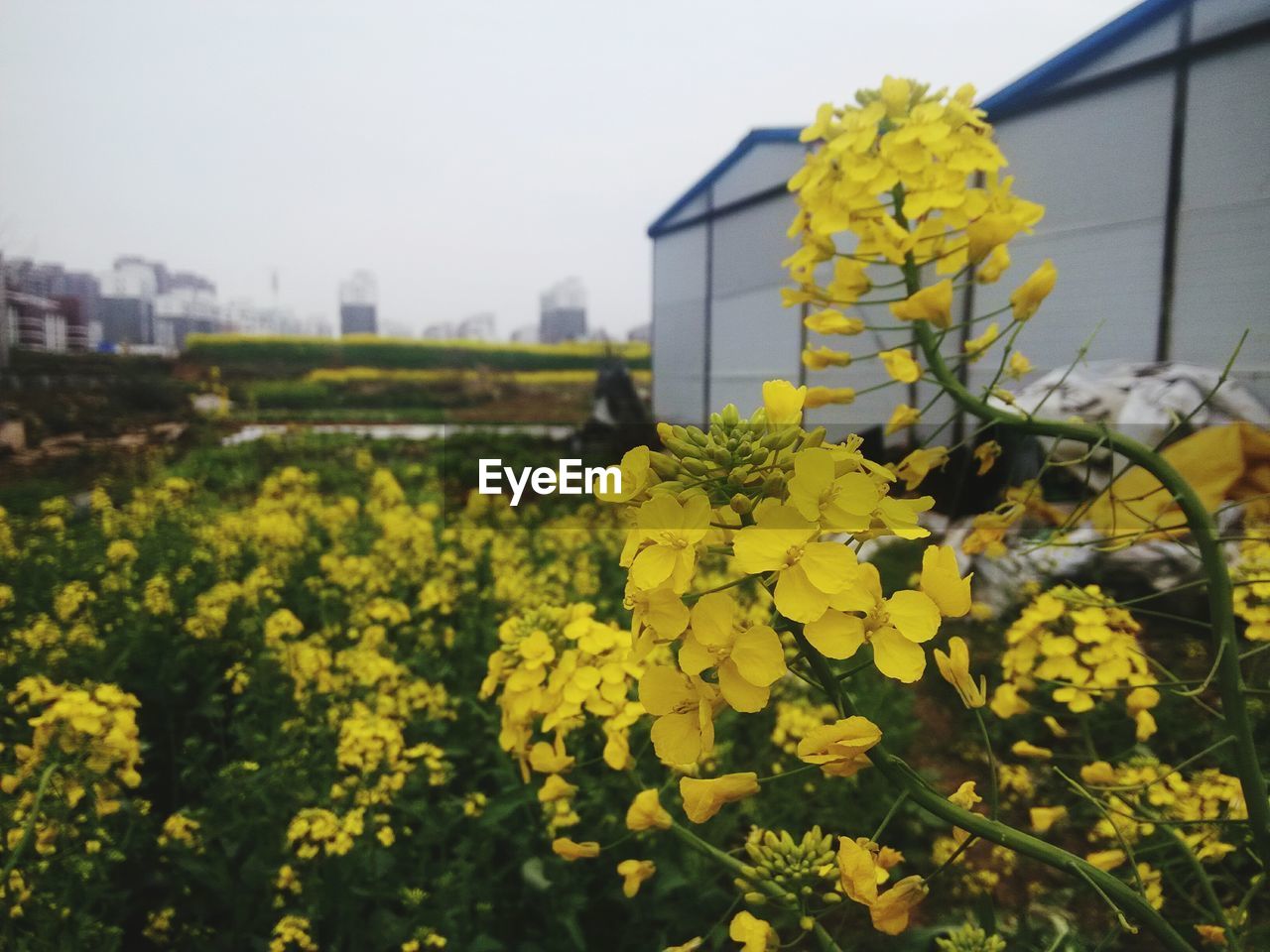 YELLOW FLOWERS BLOOMING IN FIELD