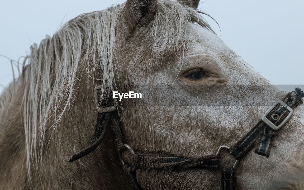 Low angle view of horse horse pony eyes snout in haze fog foggy