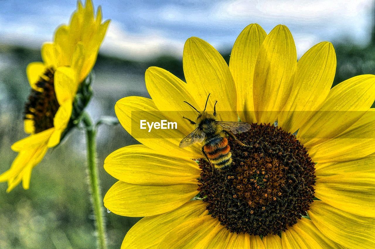 Close-up of bee pollinating on yellow flower