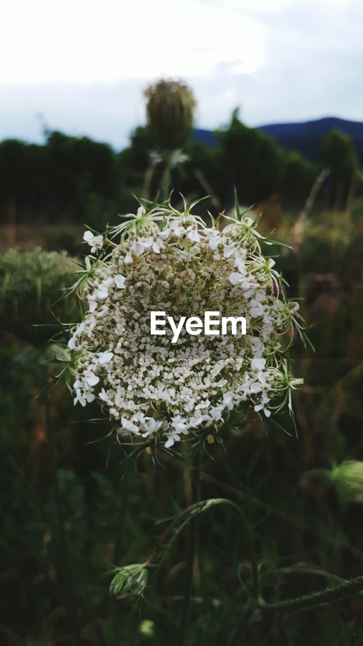 CLOSE-UP OF WHITE FLOWERS BLOOMING OUTDOORS