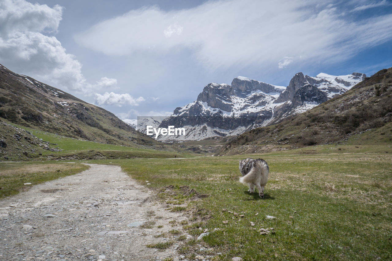 View of a sheep on mountain