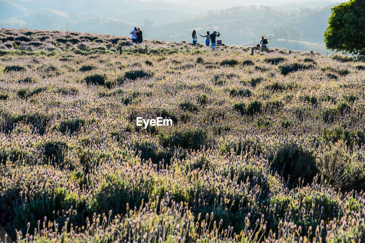 PANORAMIC SHOT OF PEOPLE ON GRASSY FIELD AGAINST SKY