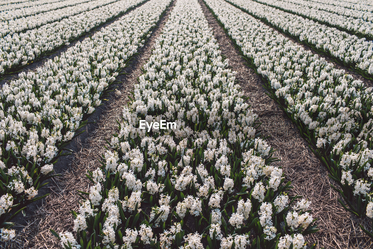 Panoramic view of flowering plants on field