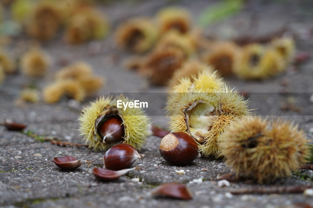 chestnut, food and drink, food, healthy eating, no people, macro photography, fruit, nut, plant, nuts & seeds, nut - food, produce, close-up, flower, nature, wellbeing, freshness, day, leaf, autumn, outdoors, tree, selective focus, seed