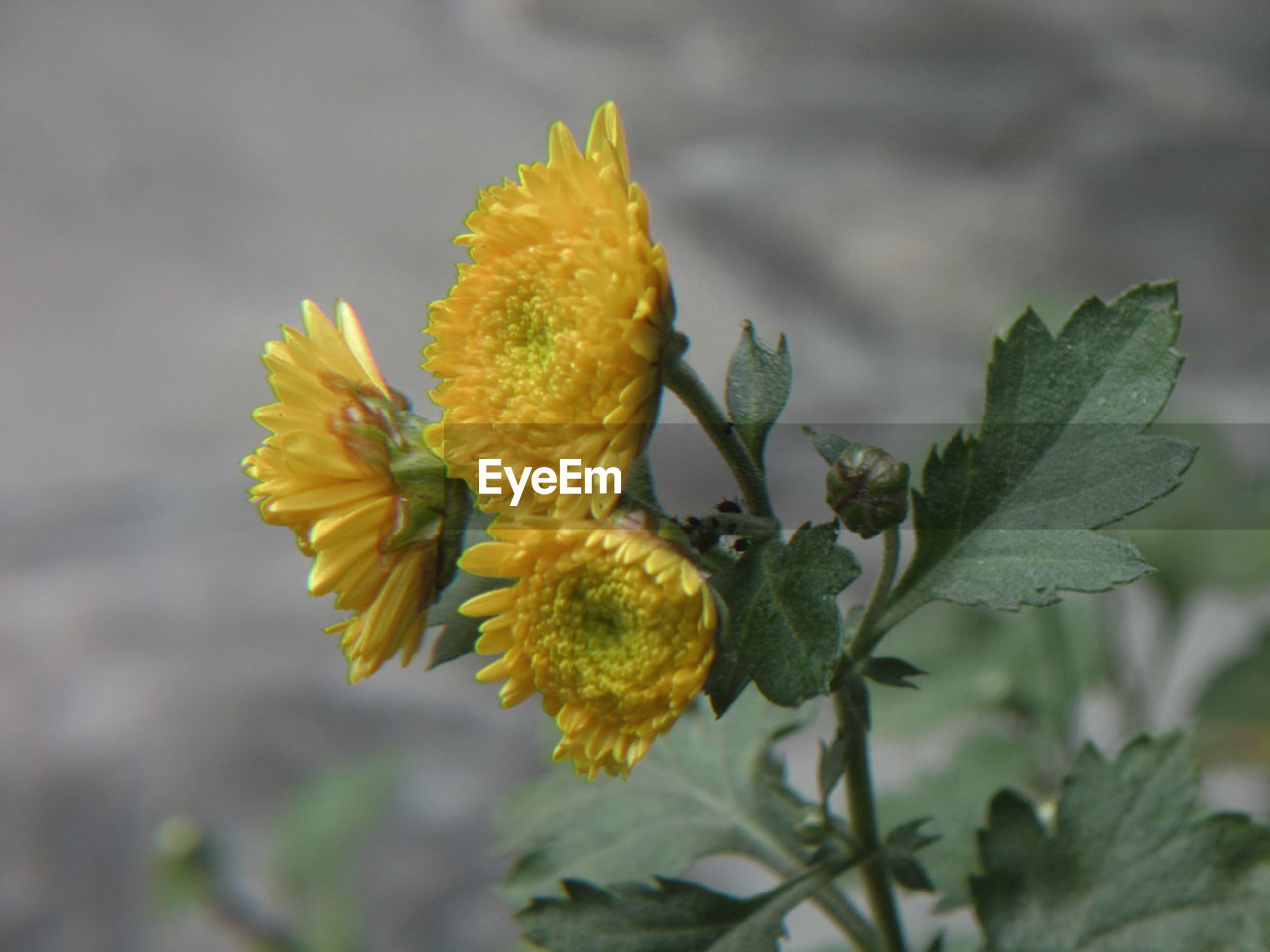 CLOSE-UP OF YELLOW FLOWERS