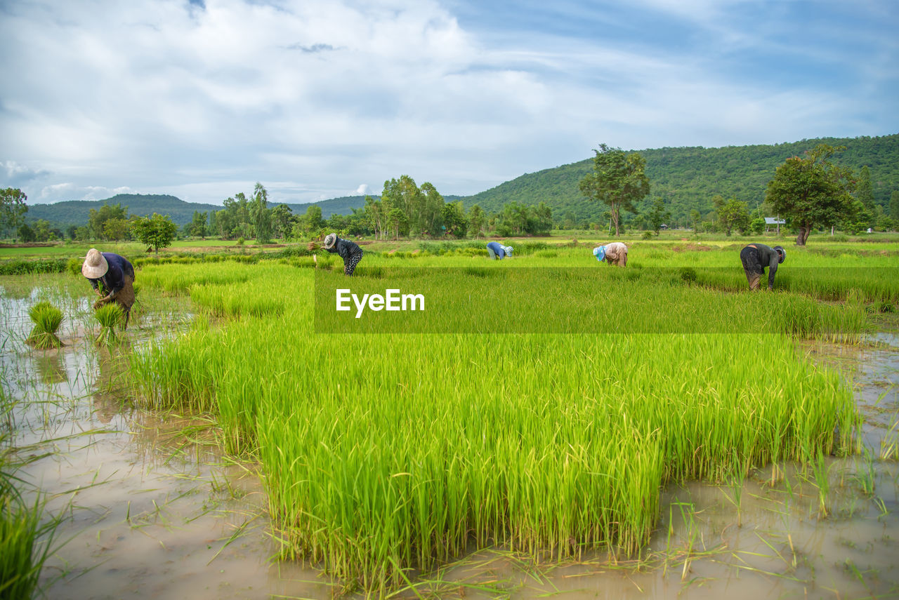 SCENIC VIEW OF RICE PADDY AGAINST SKY