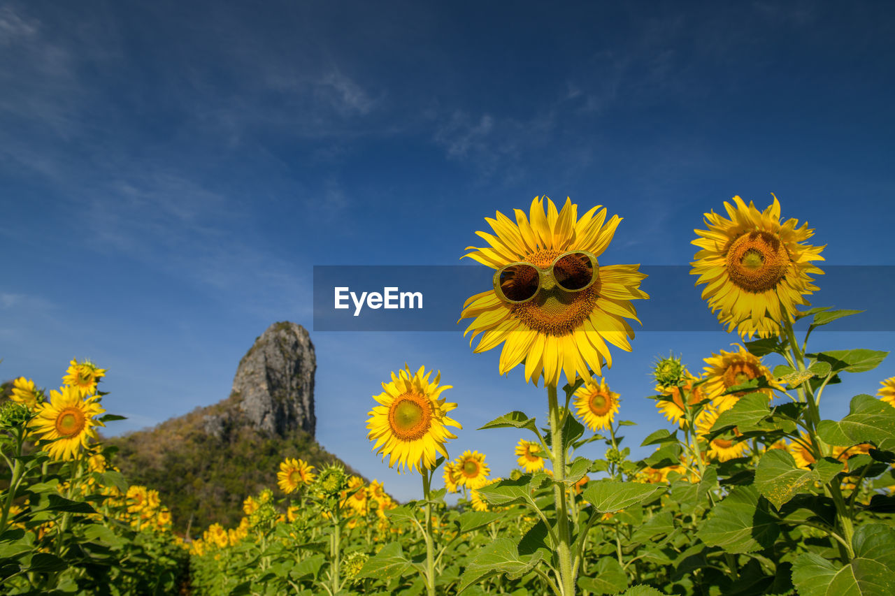 Cute sunflower wear sunglasses and smile with blue sky at sunflower field in lop buri 