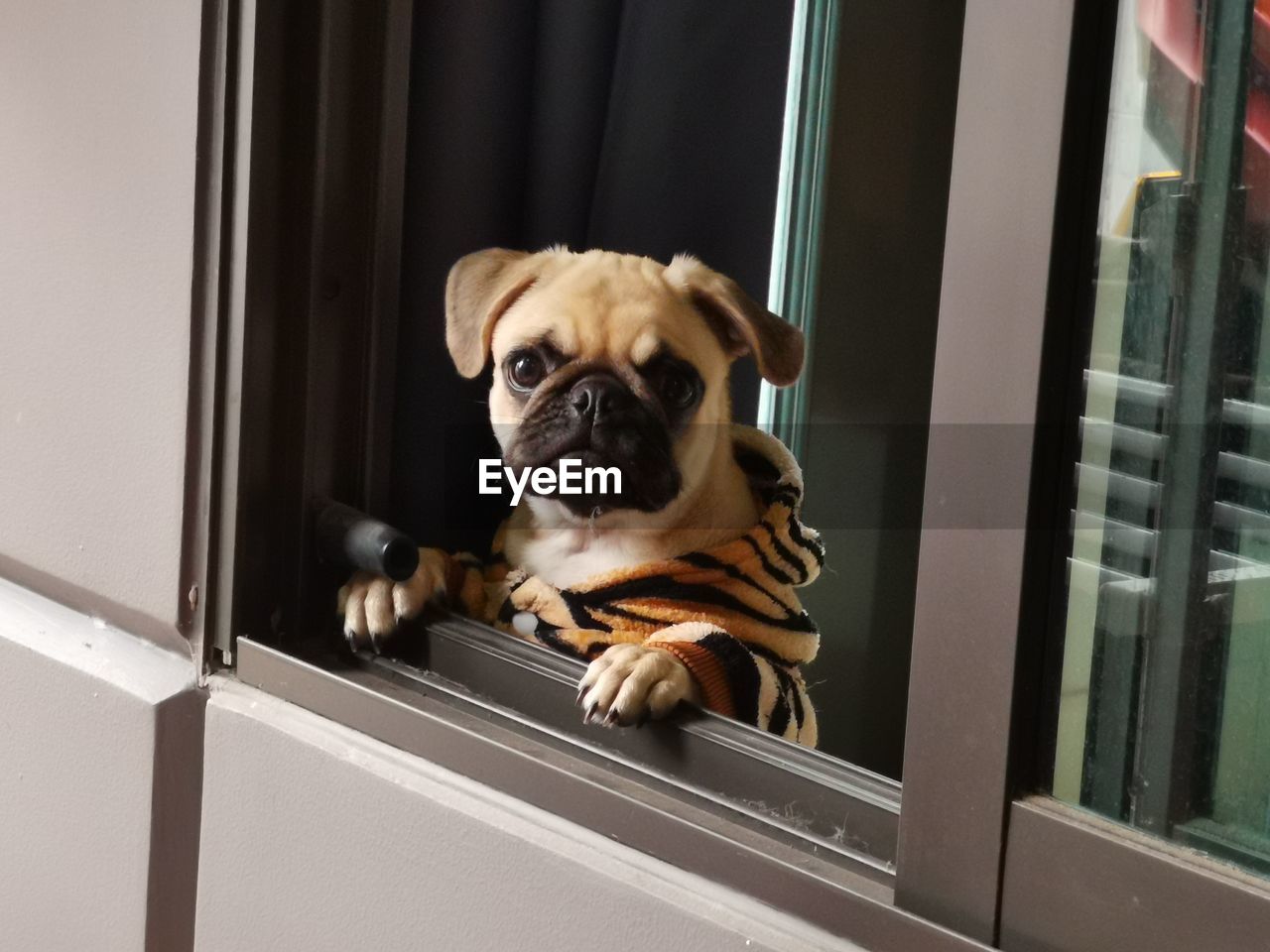 Portrait of dog looking through window at home