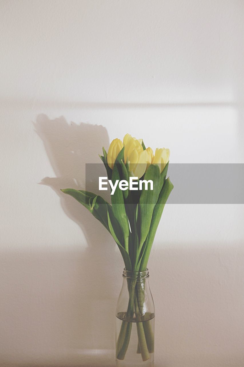 Close-up of yellow tulips in vase against wall