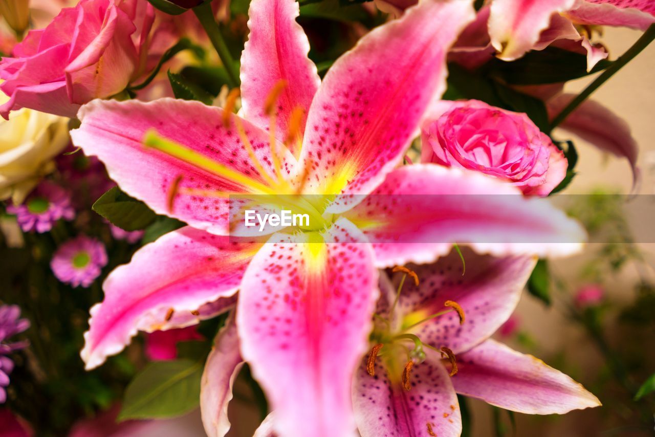 CLOSE-UP OF DAY LILY FLOWERS