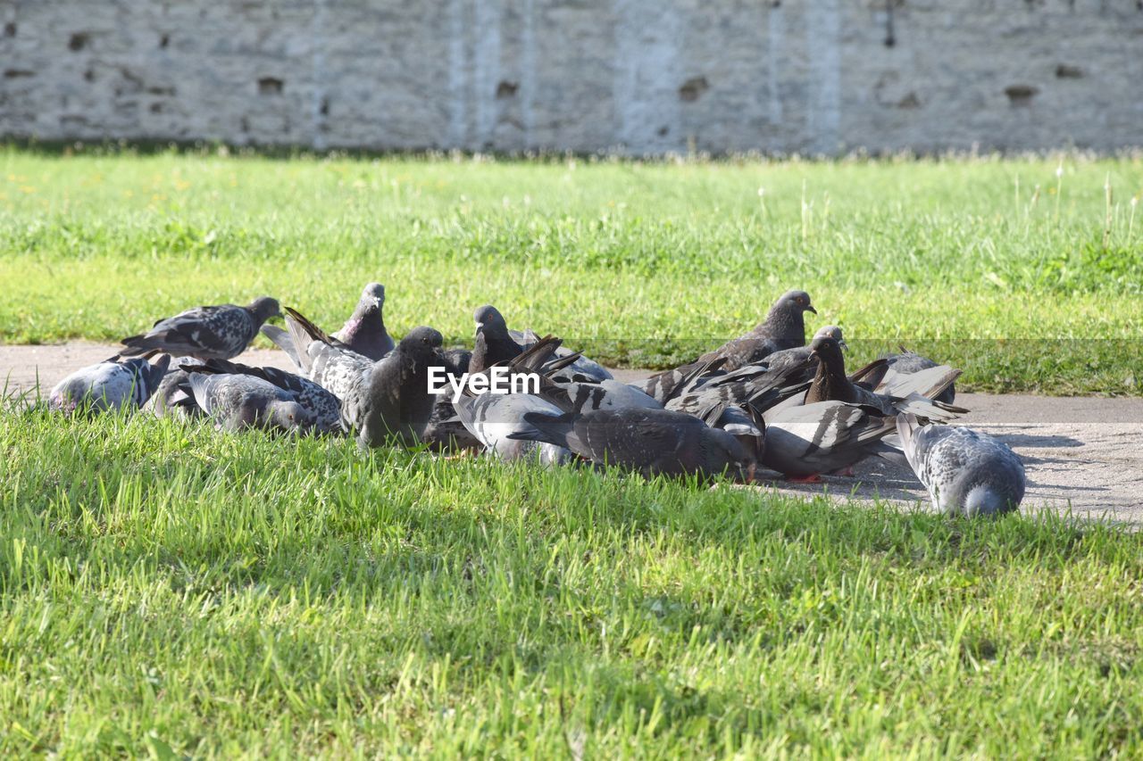 FLOCK OF SHEEP LYING ON GRASS