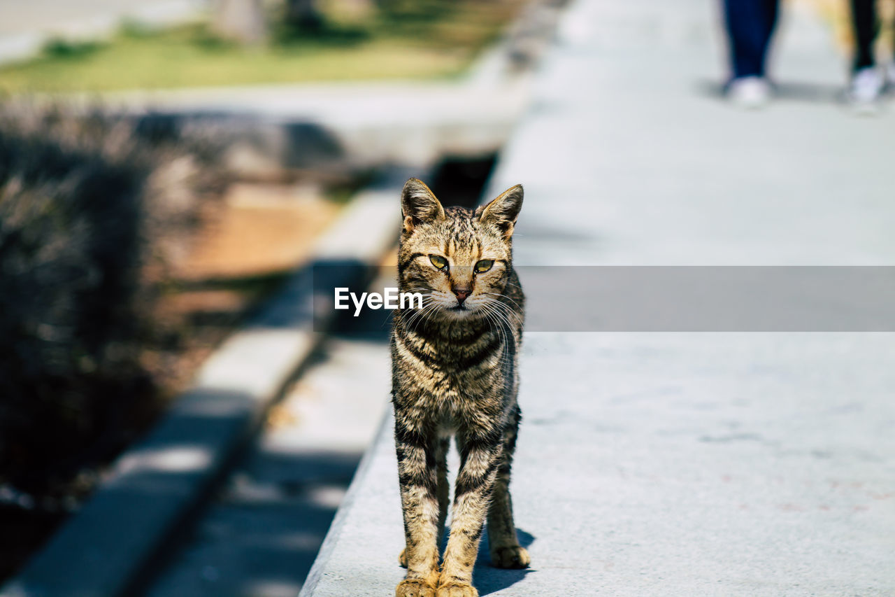 PORTRAIT OF CAT ON ROAD BY STREET