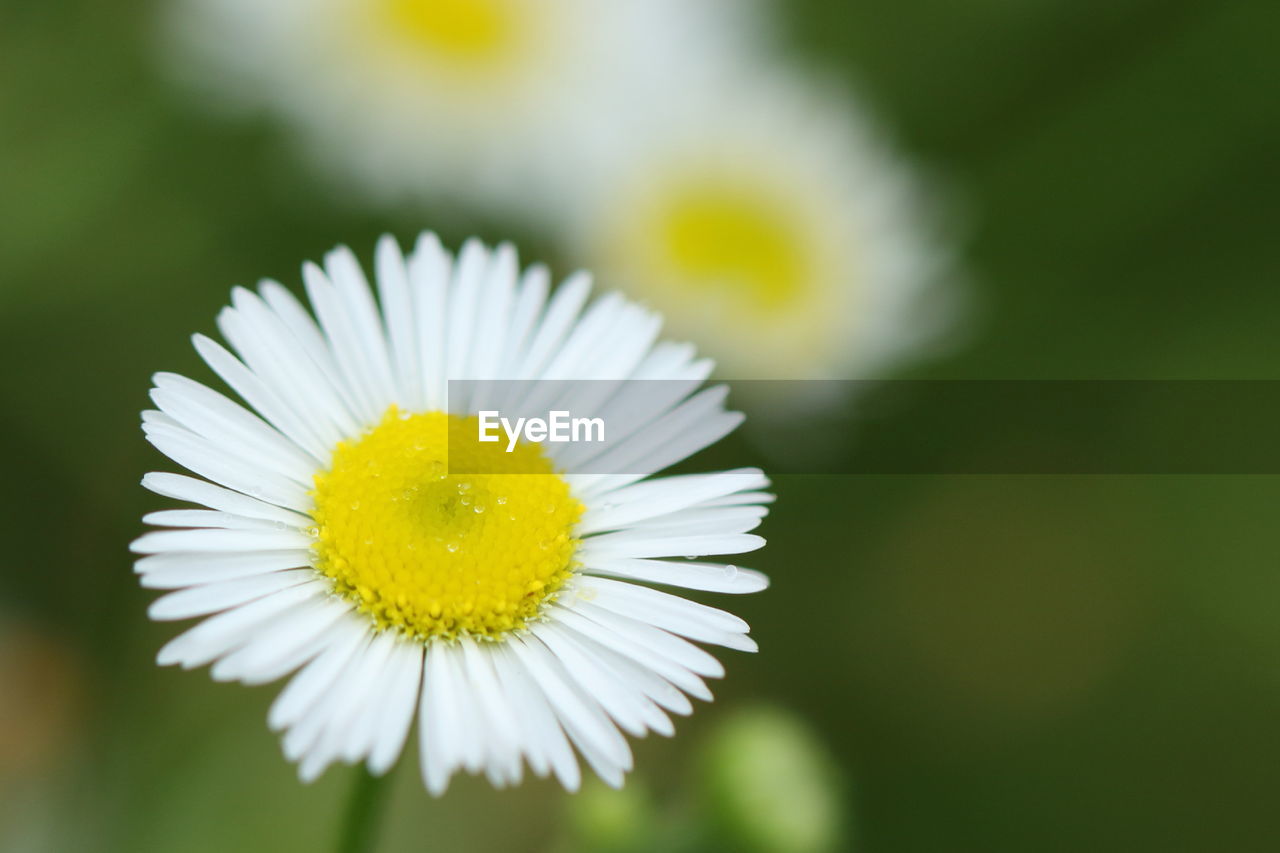 Close-up of white daisy blooming outdoors