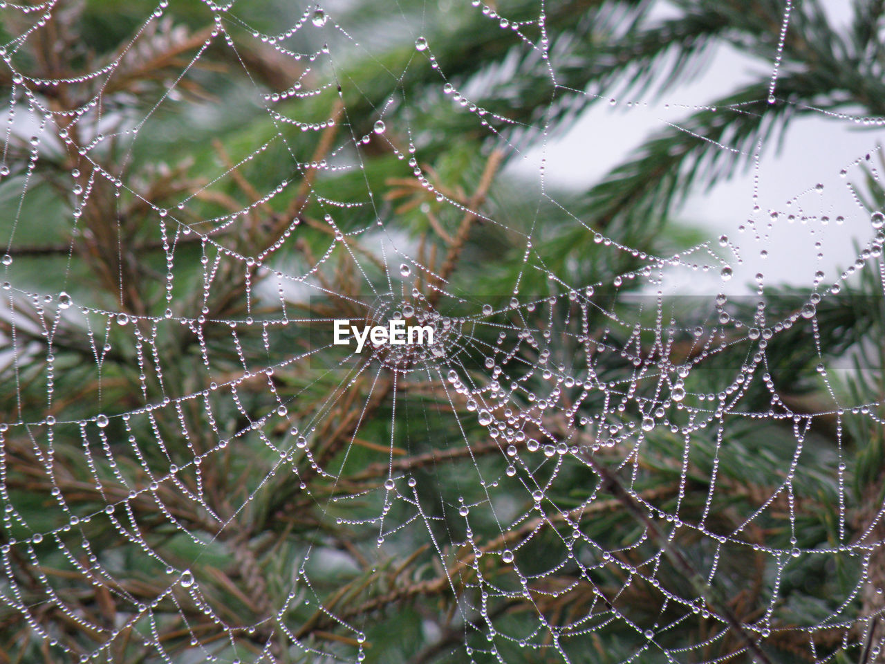 spider web, fragility, close-up, focus on foreground, wet, nature, drop, spider, no people, water, animal, plant, beauty in nature, day, pattern, complexity, outdoors, dew, full frame, backgrounds, intricacy, tranquility, rain, selective focus, environment, animal themes, trapped, moisture, tree, growth