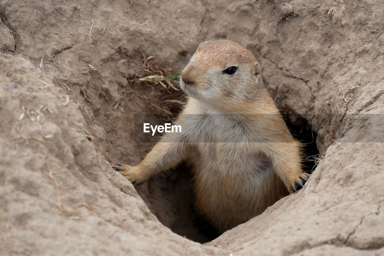 High angle view of rodent looking away in hole on land