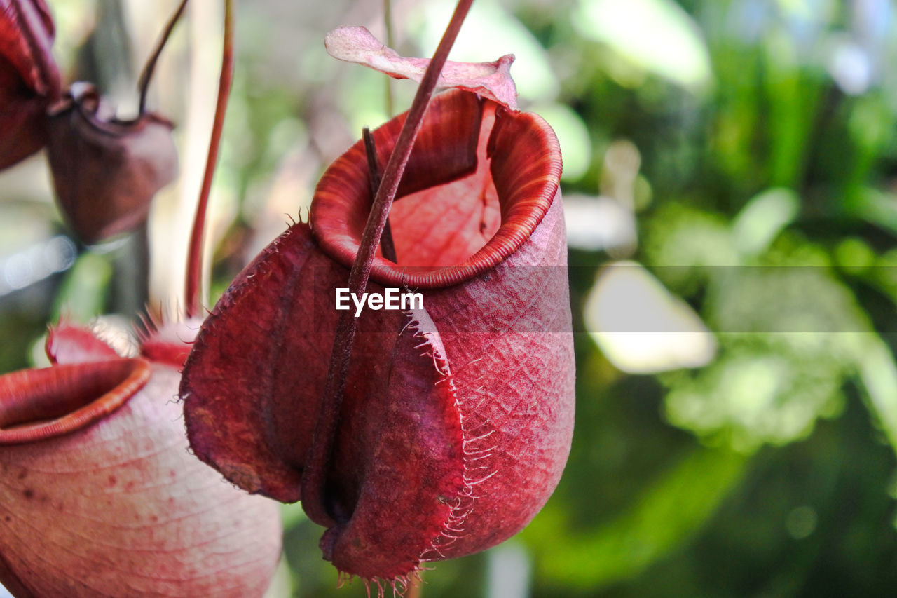 Close-up of red leaves on plant