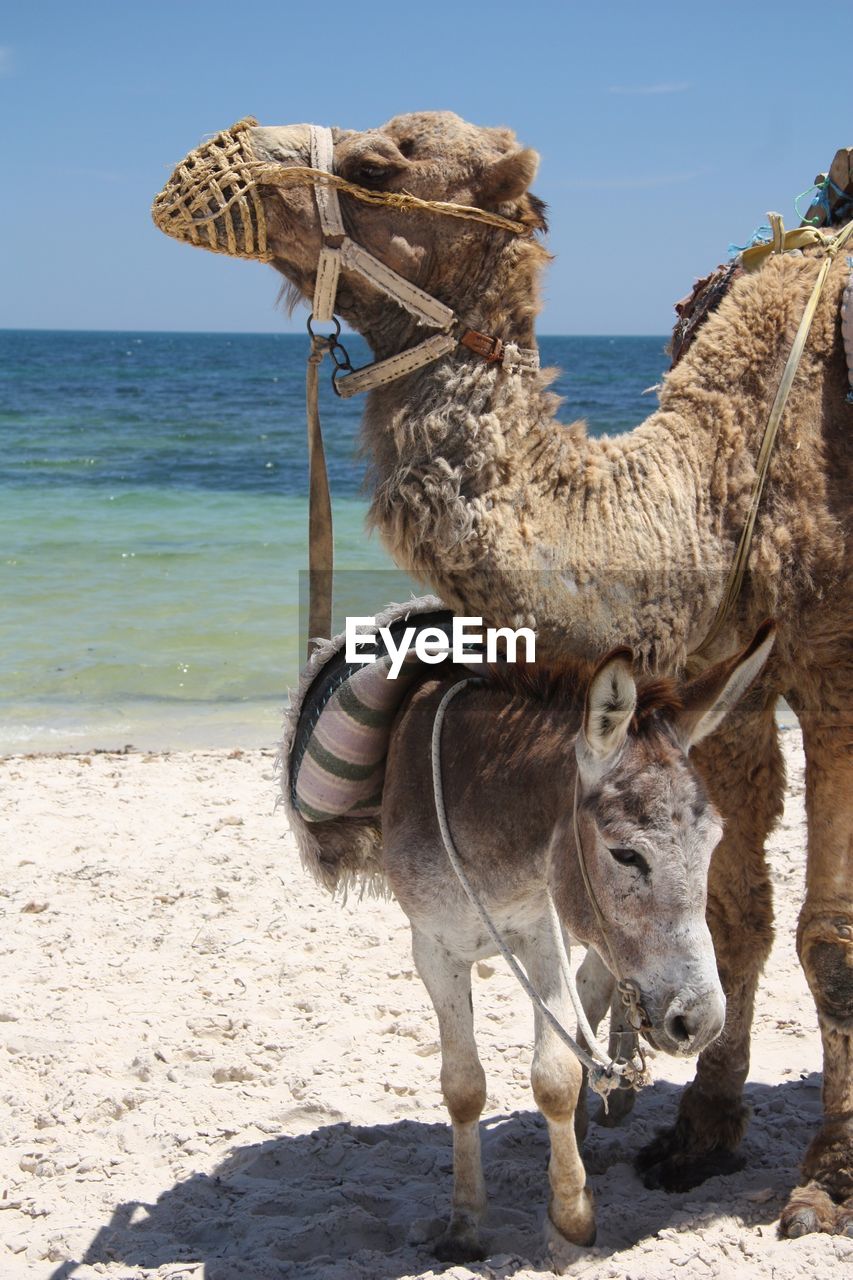 Camel and donkey standing at beach