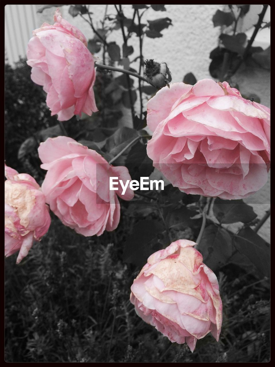 CLOSE-UP OF PINK ROSE BLOOMING OUTDOORS