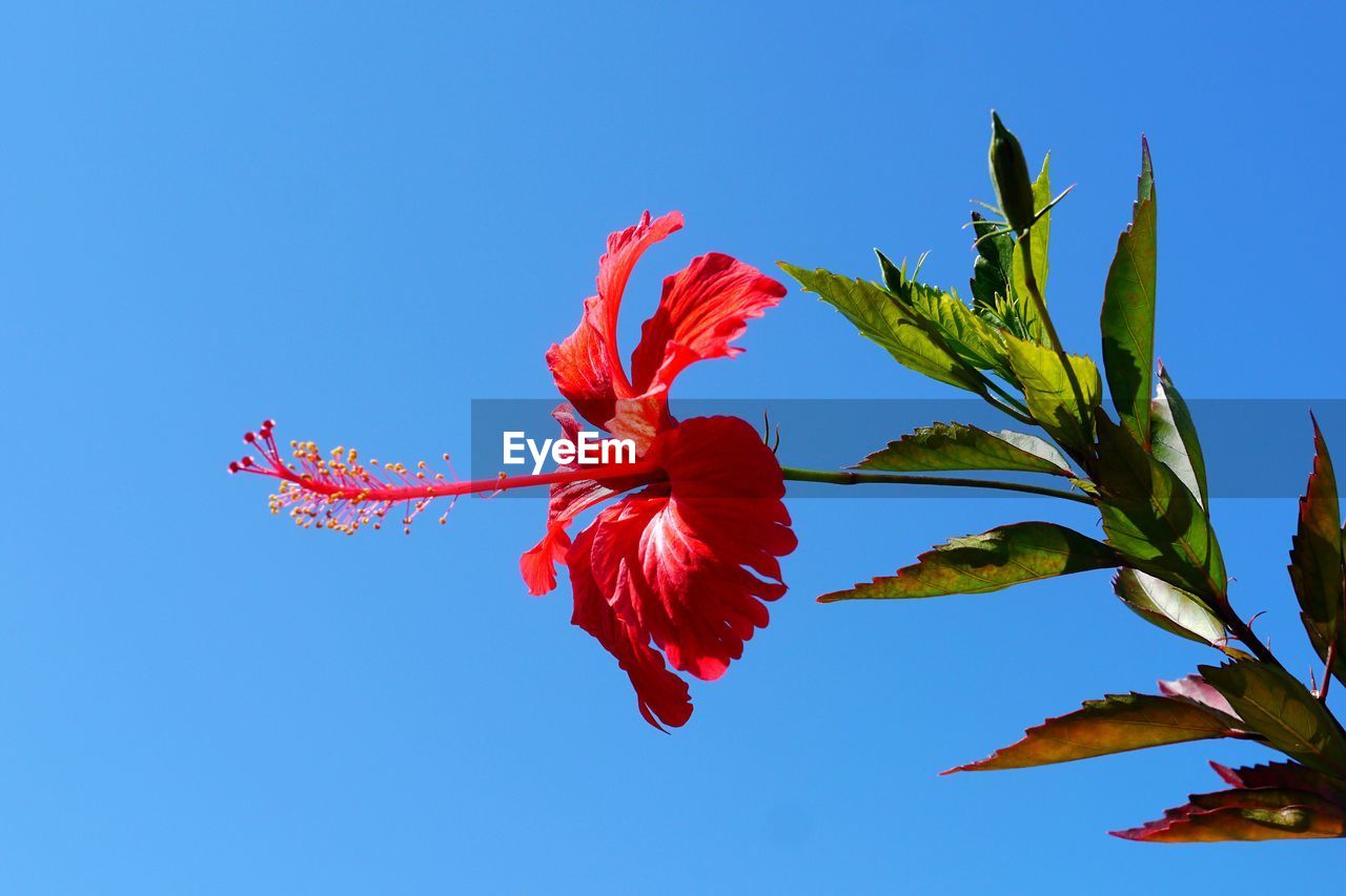Close-up of red hibiscus against blue sky