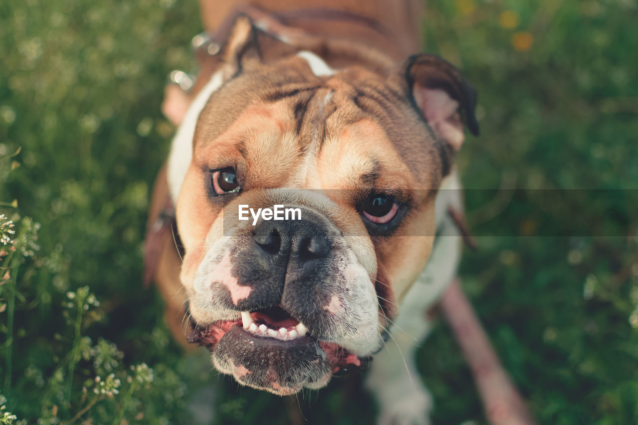 Funny smiling english bulldog. cute young english bulldog playing in green grass. 