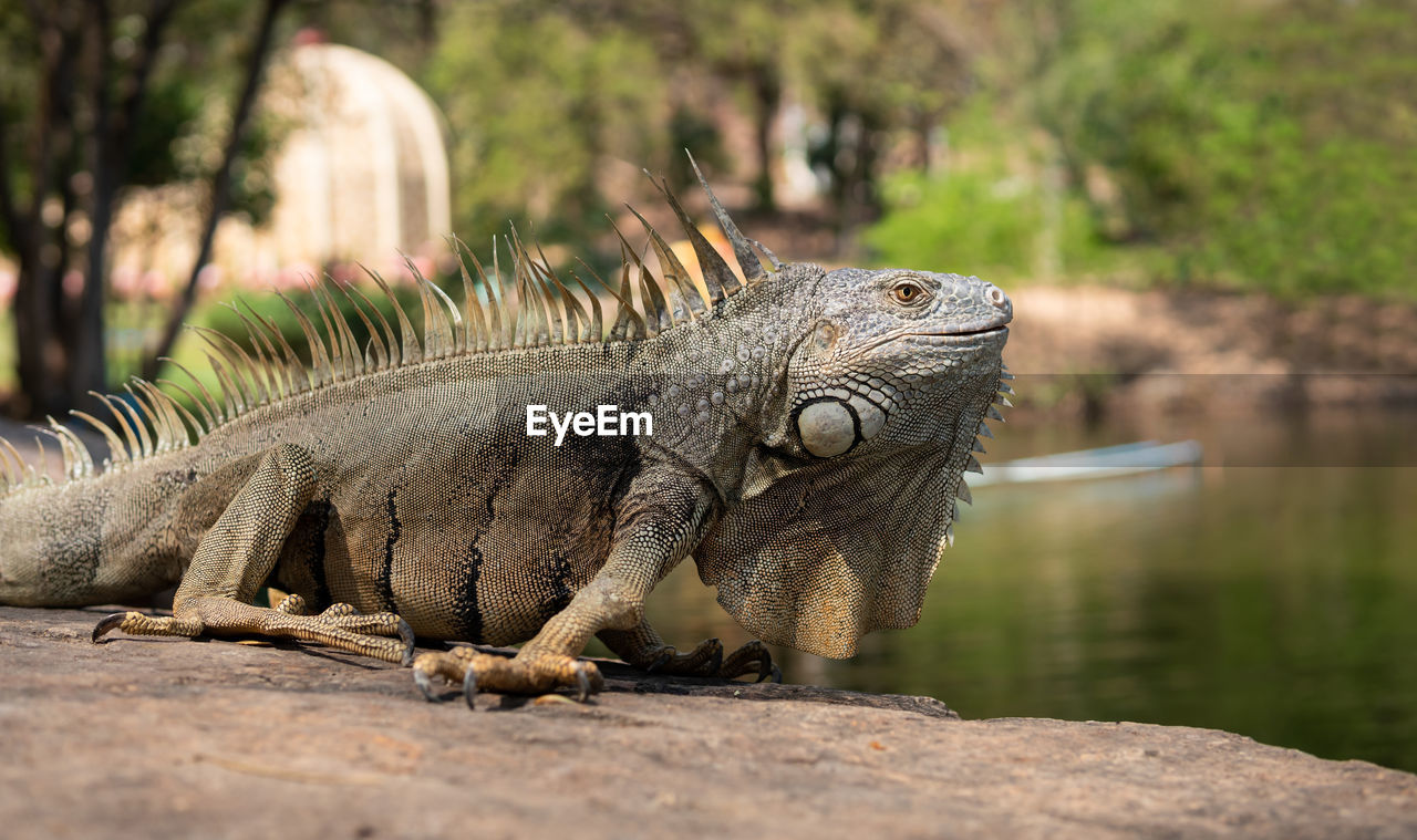 CLOSE-UP OF A TURTLE