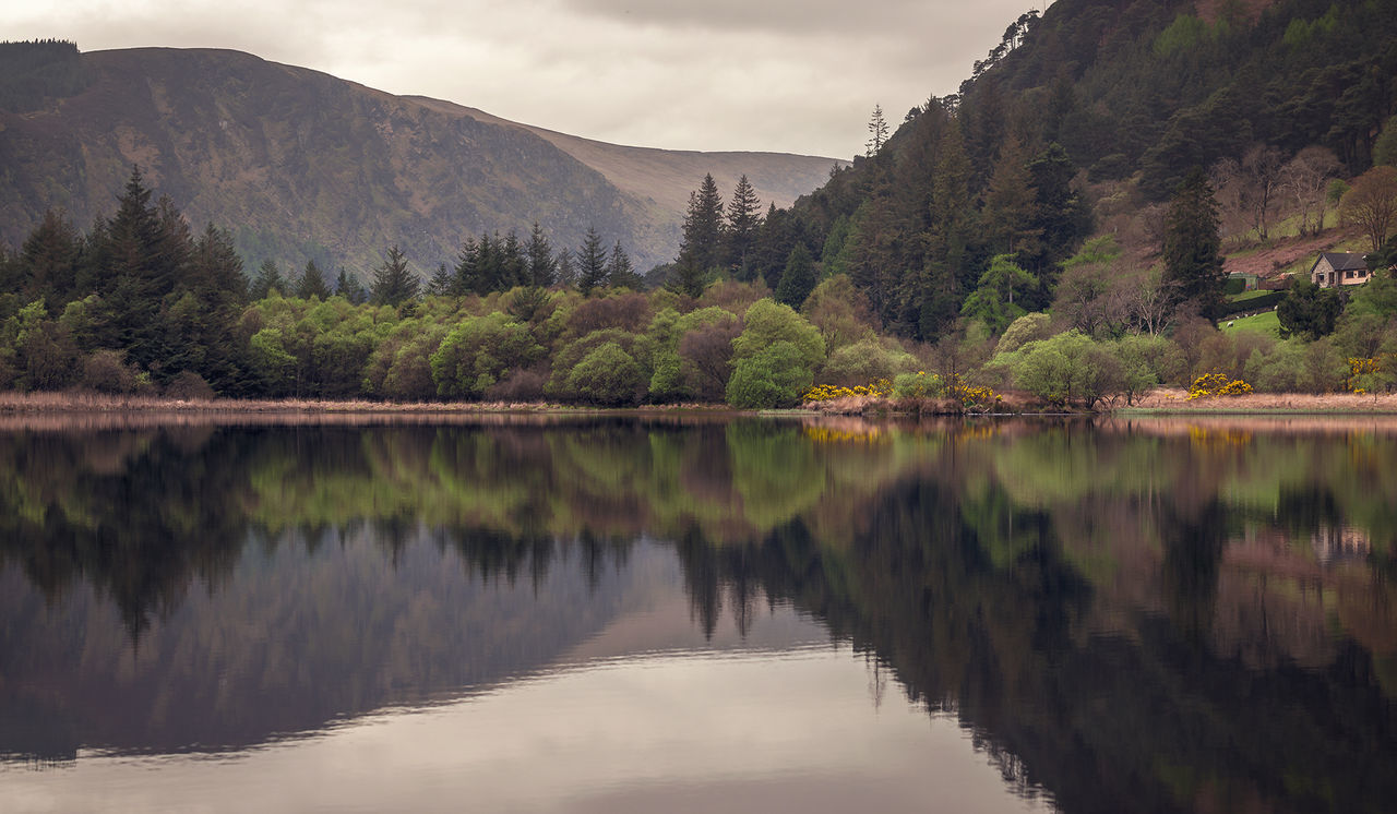 Reflection of trees in lake