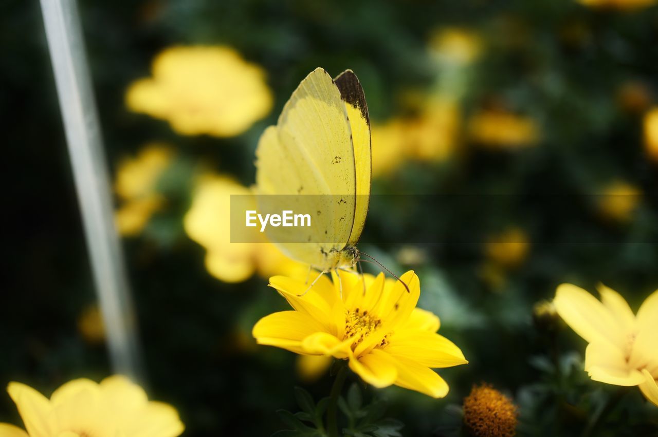 Close-up of butterfly on yellow flower