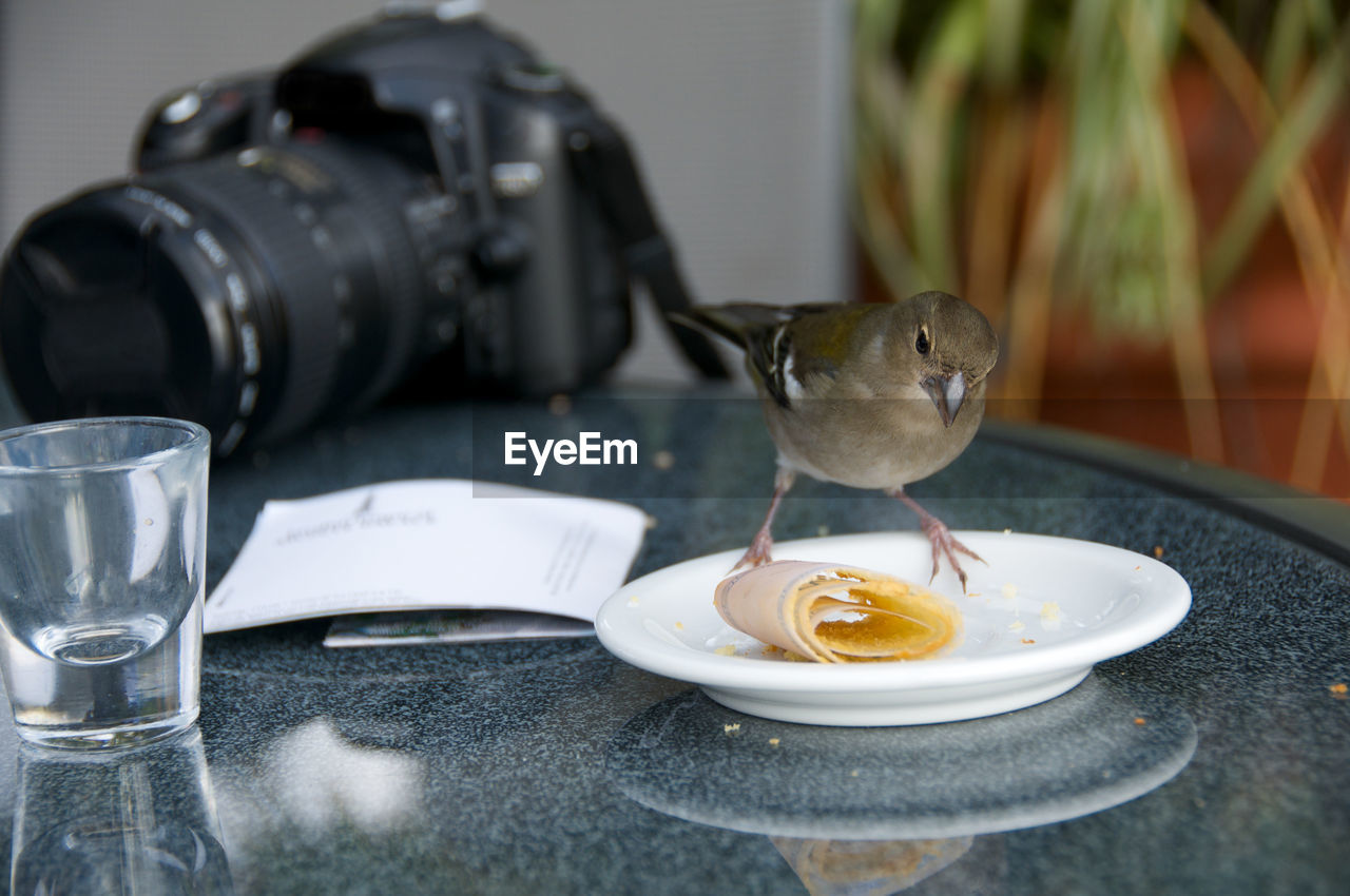 Close-up of bird and camera on table