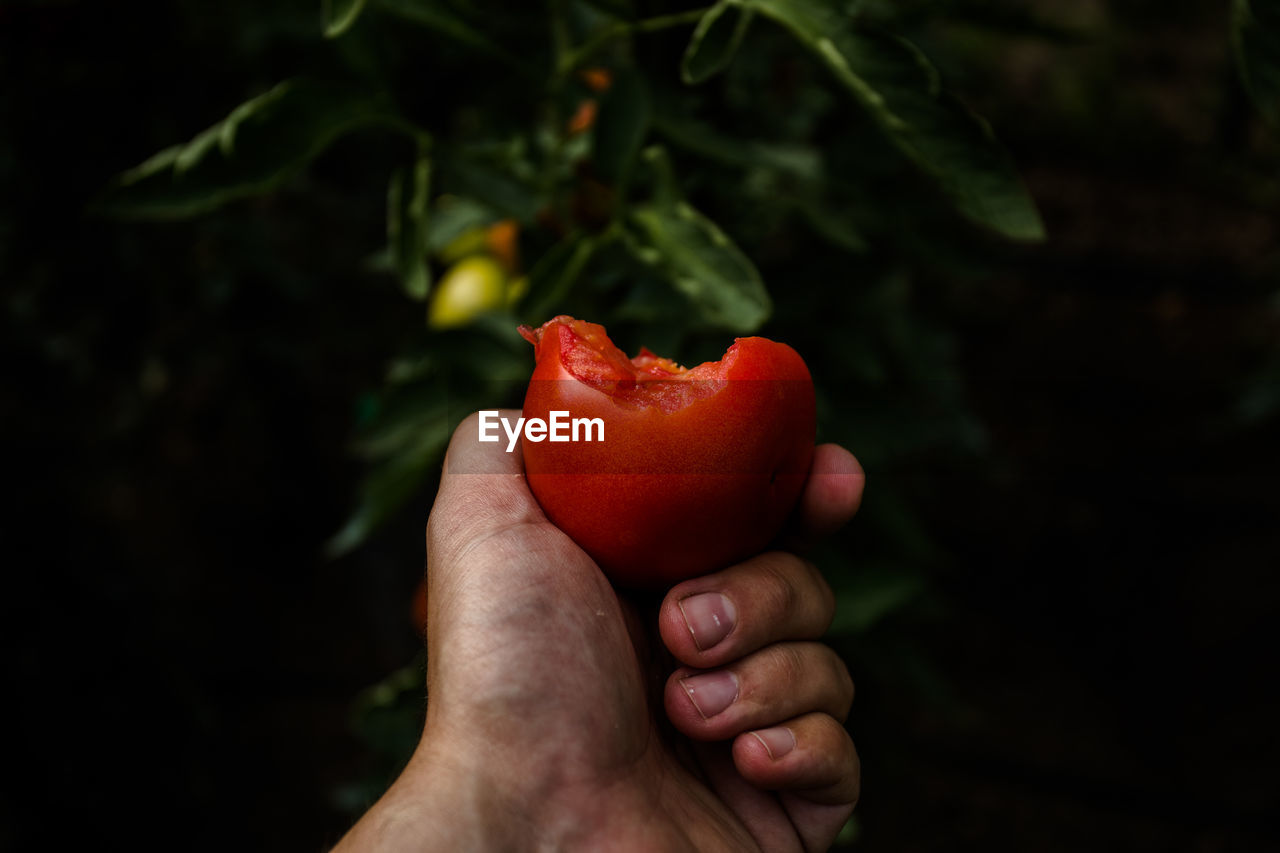 CLOSE-UP OF HAND HOLDING RED