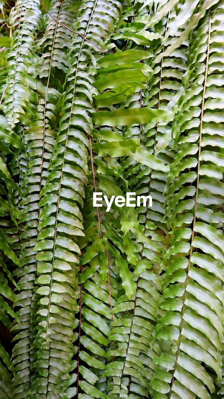 FULL FRAME SHOT OF GREEN LEAVES