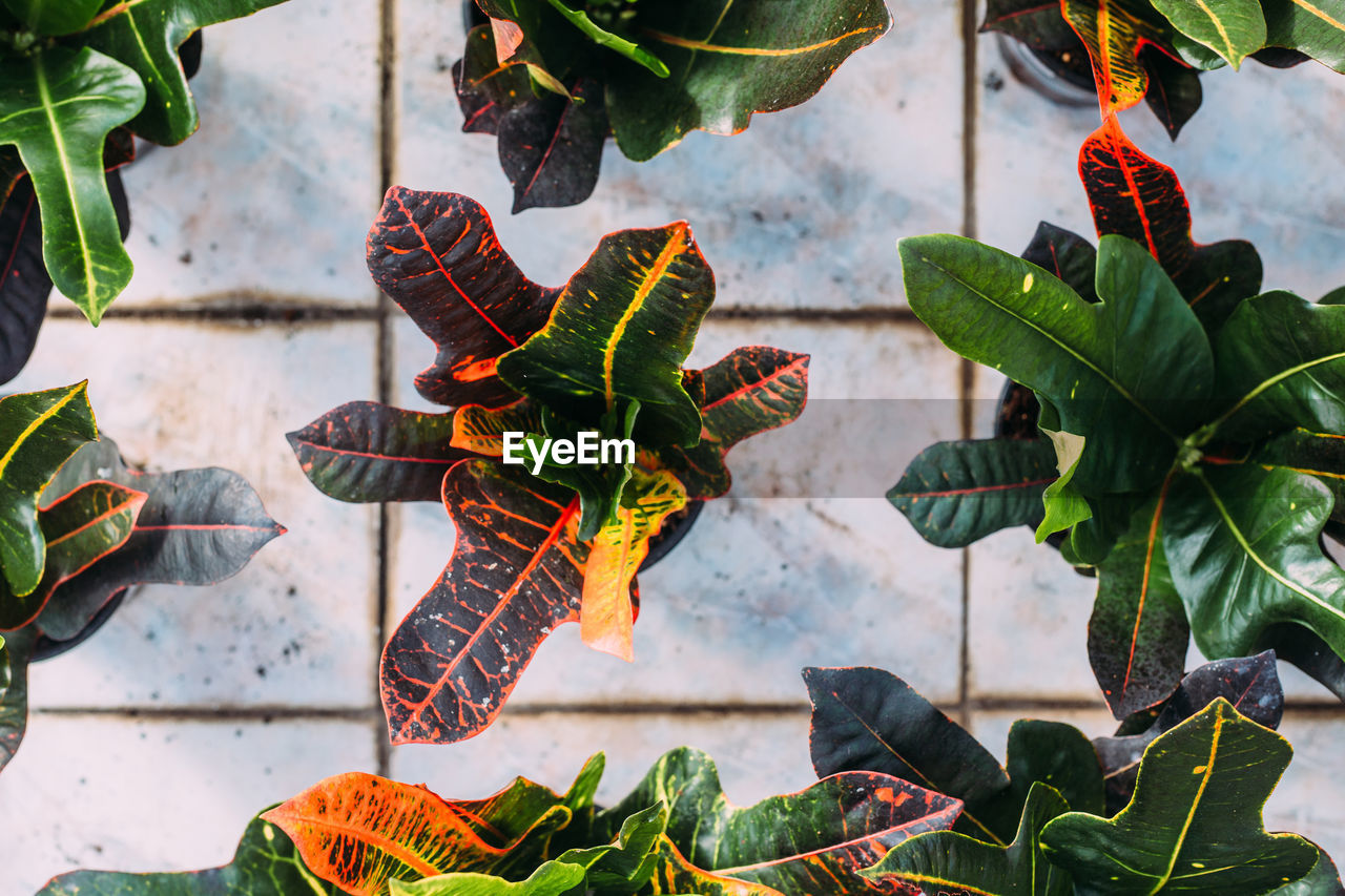 Gardening, planting and flora concept - close up of plant croton in pots at greenhouse