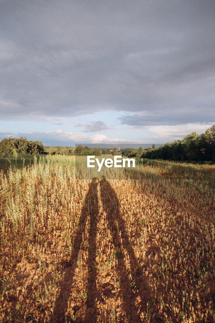 SHADOW OF MAN ON FIELD