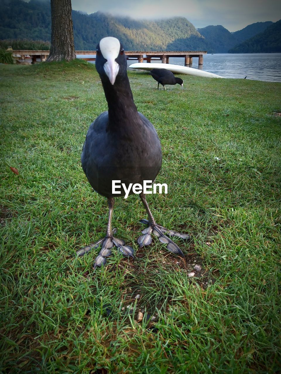 BIRD IN A FIELD