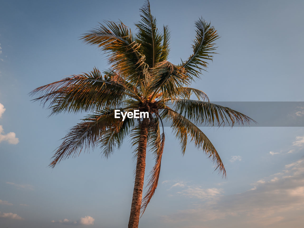 LOW ANGLE VIEW OF COCONUT PALM TREES AGAINST SKY