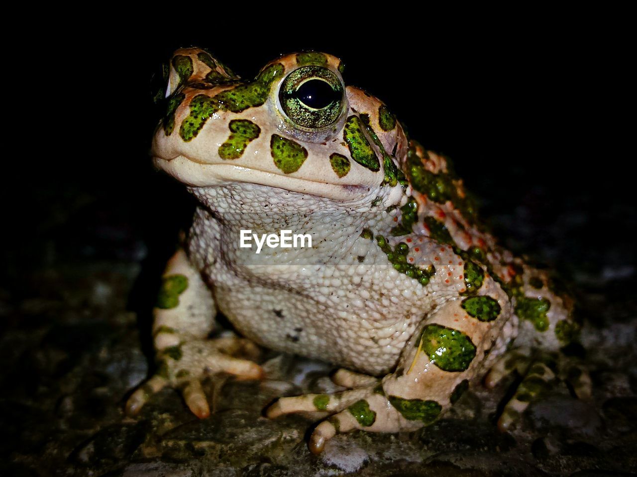 Close-up of green spotted frog at night