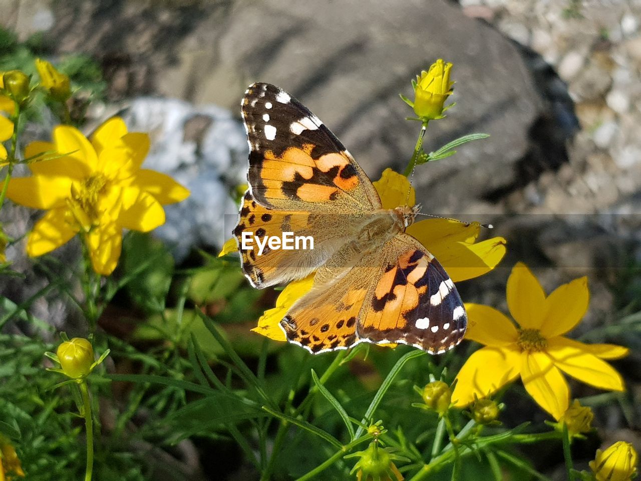 Butterfly on yellow flower