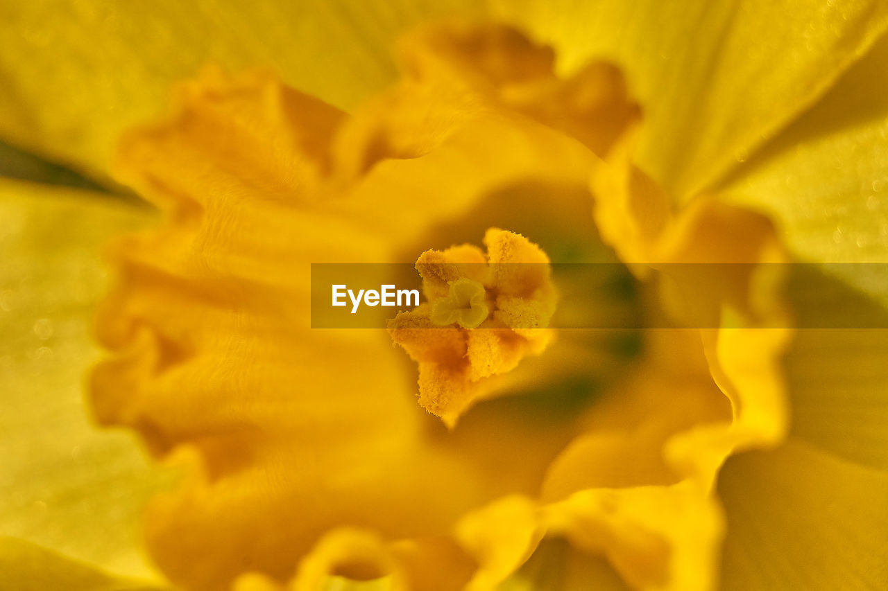 FULL FRAME SHOT OF YELLOW ROSE FLOWER