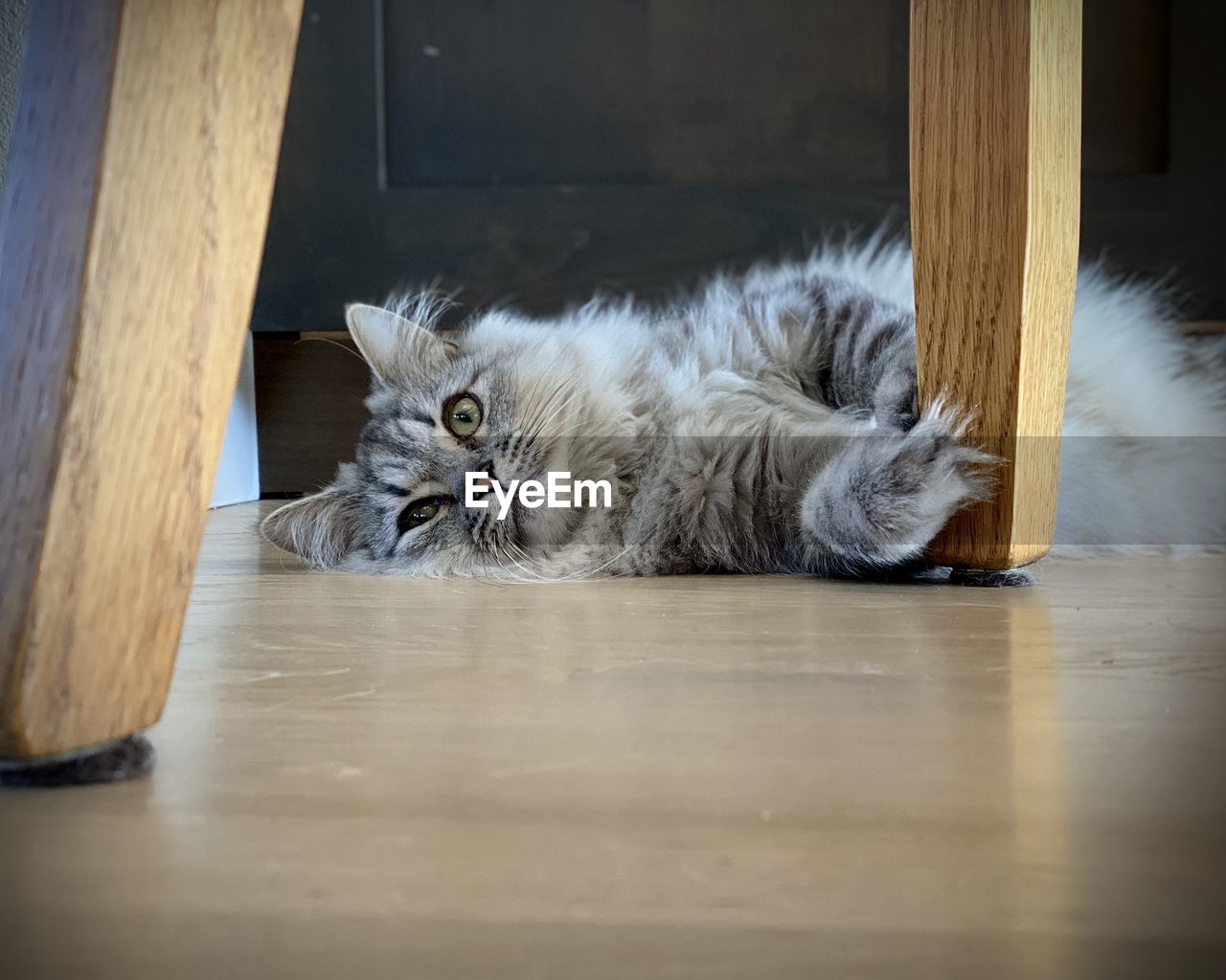 Portrait of cat resting on hardwood floor 