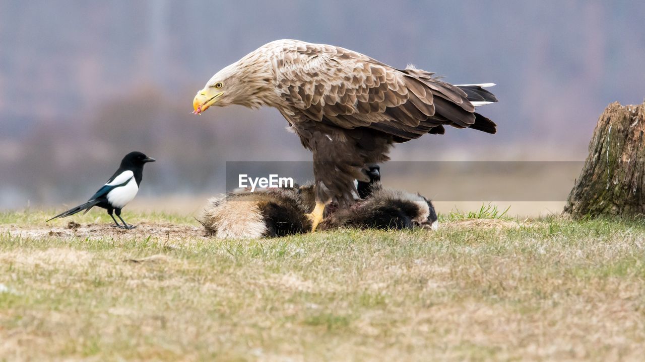 Eagle and prey
