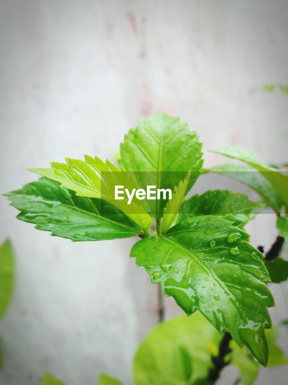 CLOSE-UP OF LEAVES ON PLANT