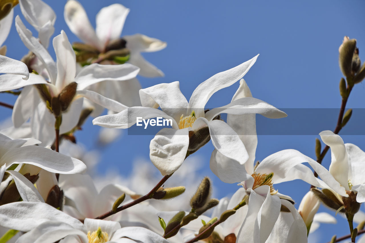 Close-up of white flowers blooming outdoors