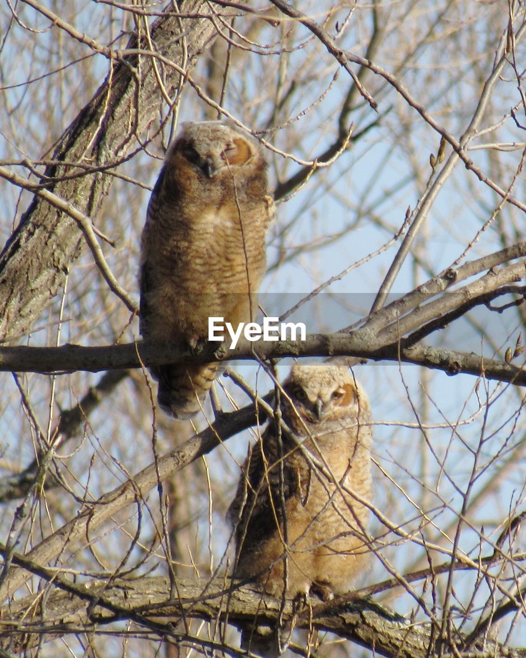Close-up of owls on tree 