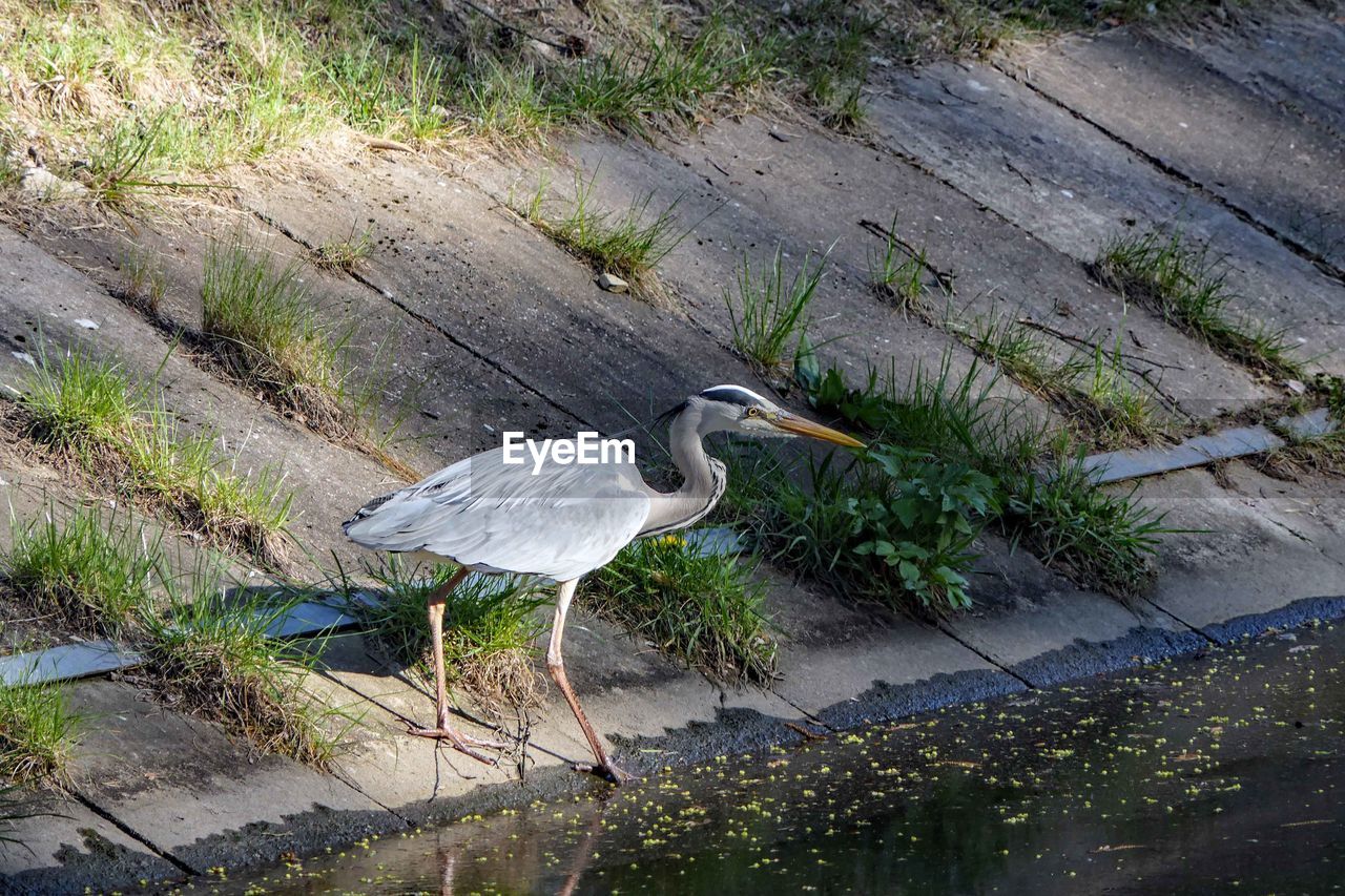 HIGH ANGLE VIEW OF GRAY HERON PERCHING ON A BIRD
