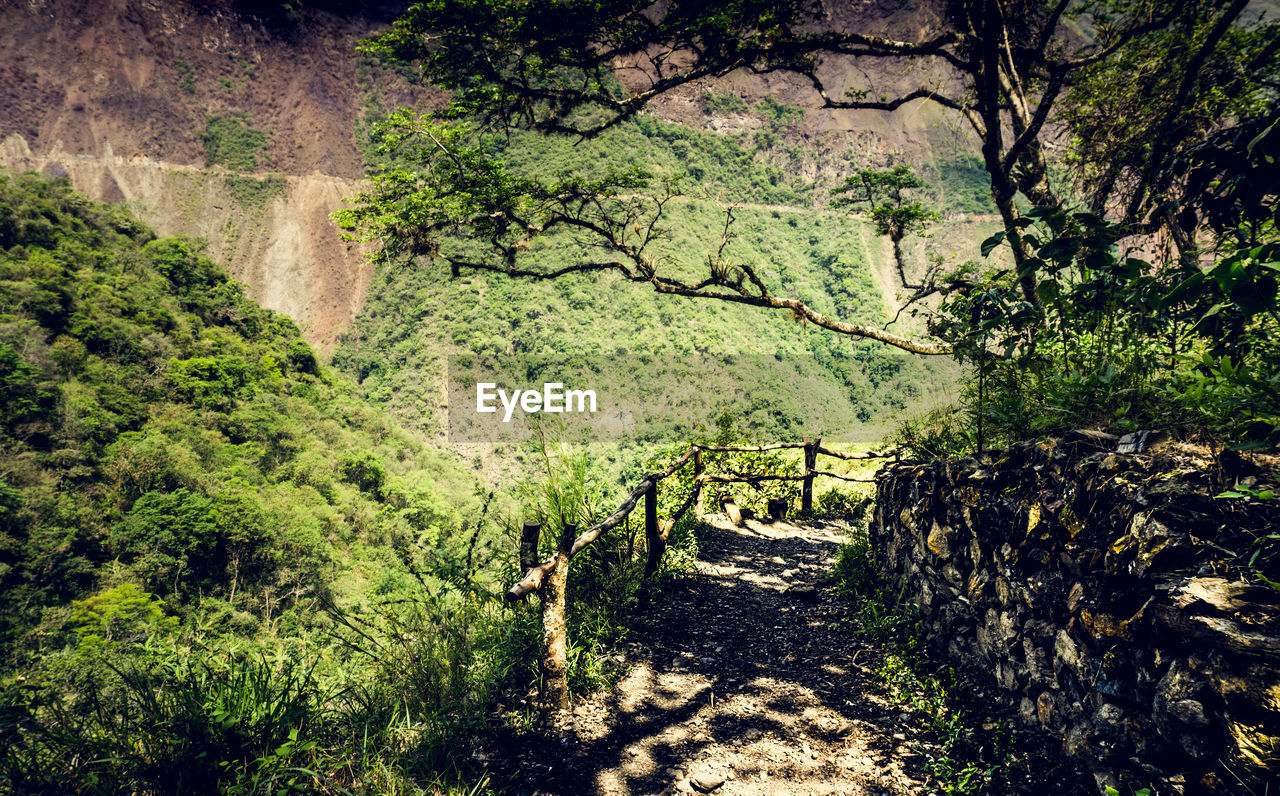 Footpath amidst trees in forest