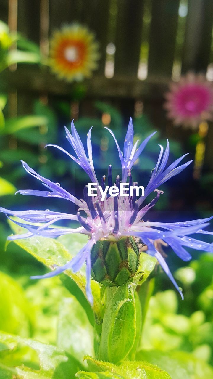 CLOSE-UP OF PURPLE PASSION FLOWER BLOOMING OUTDOORS