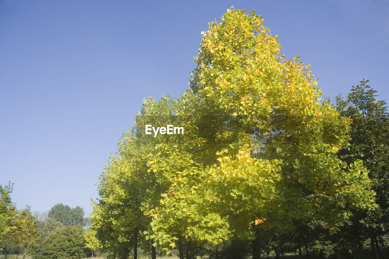 LOW ANGLE VIEW OF YELLOW TREES AGAINST CLEAR SKY