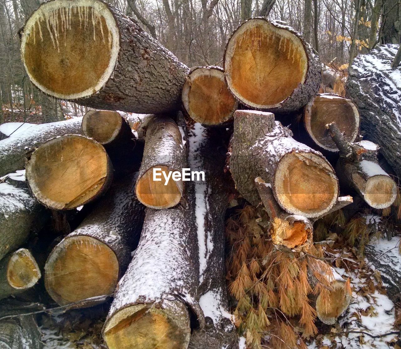 Stack of logs