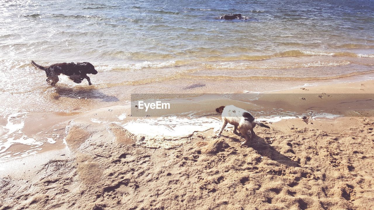 DOG AT BEACH