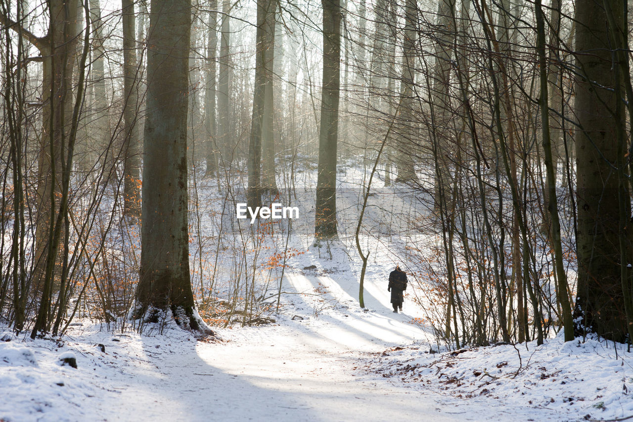 BARE TREES IN SNOW COVERED FOREST