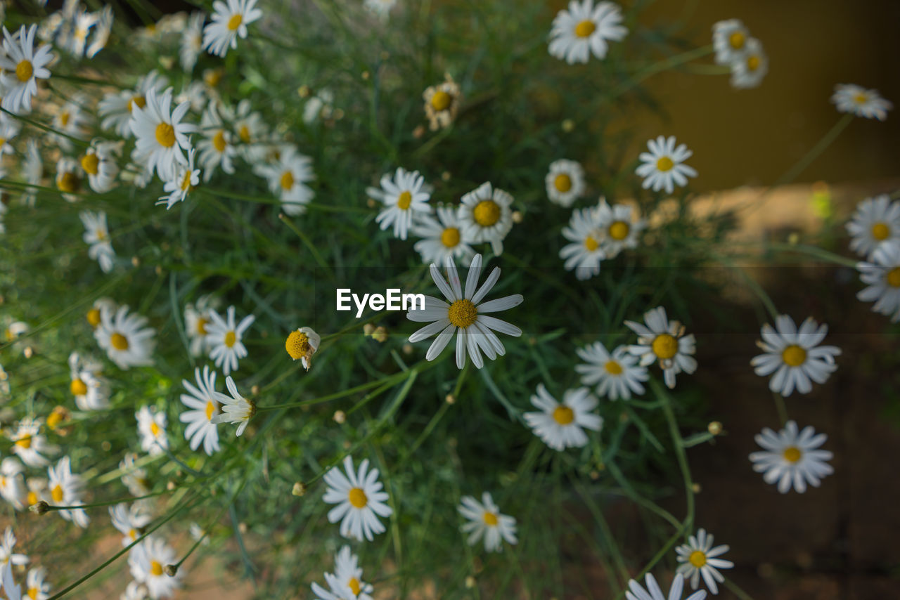 Close-up of white daisy flowers